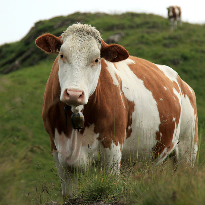 Qurbani COW Whole 7 Shares (Approx 400Lb - 450Lb)